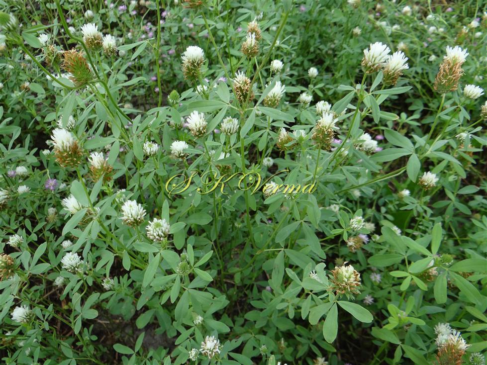  Plants